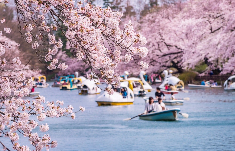 Boats in Inokashira park